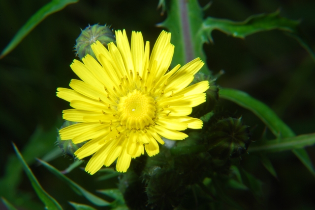 Asteracea - Sonchus asper subsp. asper